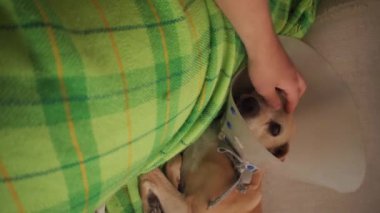 Köpeği okşayan, koni takan ve kanepede uyuyan adamın dikey videosu.