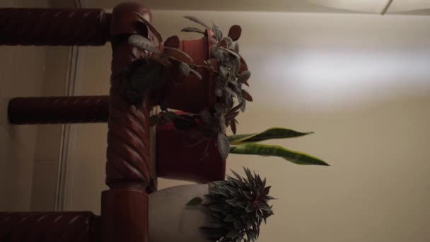 식물의 비디오와 집에서 커튼을 — 비디오