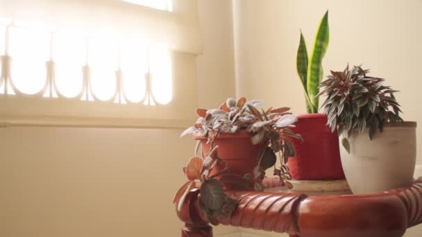 Растения Рядом Окном Человек Открывающий Занавес Дома — стоковое видео