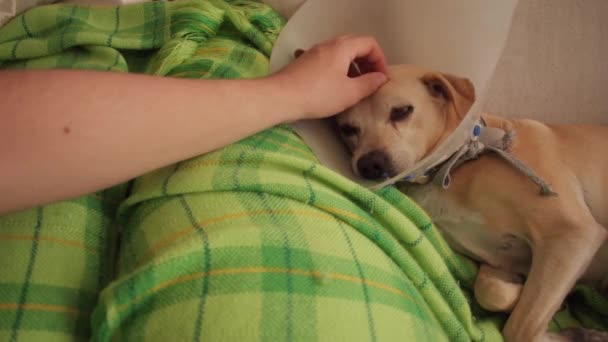 Muž Laskání Psa Nosí Kuželový Pes Spí Pohovce — Stock video