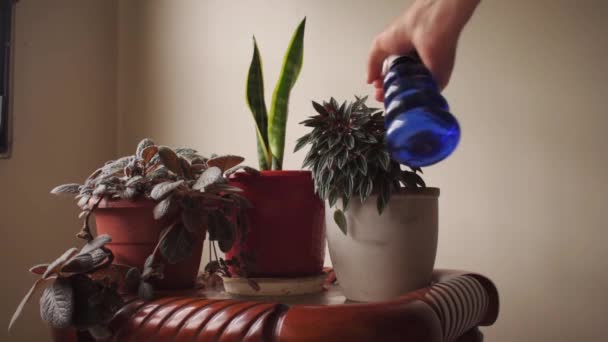 집에서 스프레이와 식물을 — 비디오