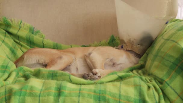 Köpek Külah Köpek Giyer Kanepede Uyur Uyanır — Stok video