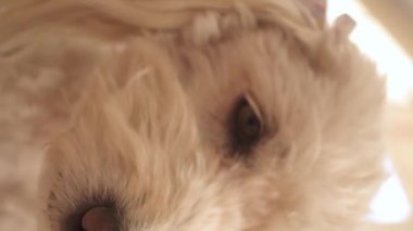 Evdeki sevimli köpek.