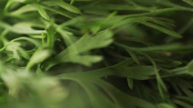 Arka plan olarak taze yeşil kişniş hareketini kapat 