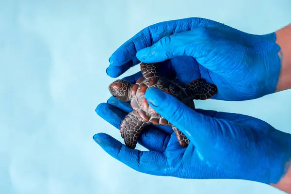 Blue painted hands holding sea turtle with blue backgroung and copy space