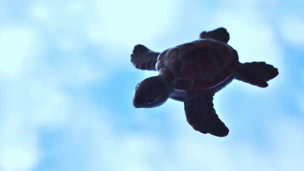 Промежуток Времени Морской Черепахи Голубым Небом Заднем Плане Копирования Пространства — стоковое видео
