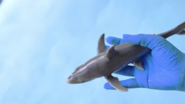 青いペイントされた手はコピースペースで青い背景にサメを残します — ストック動画