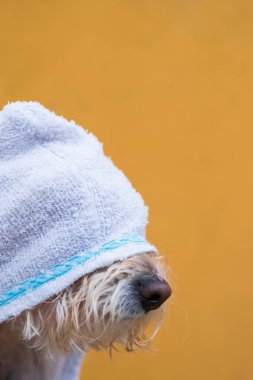 Sarı arka planda beyaz havlusu olan şirin bir köpek.