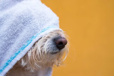 Sarı arka planda beyaz havlusu olan şirin bir köpek.