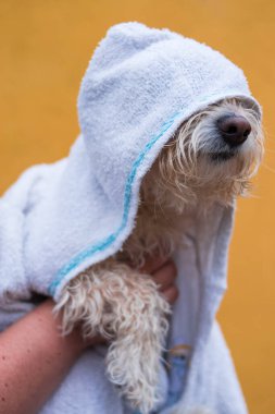 Sarı arka planda beyaz havlusu olan şirin bir köpek.