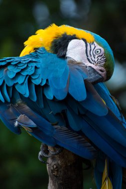Sarı vahşi papağan, arka planda ağaç olan ulusal bir parkta bir dalın üzerinde duruyordu.