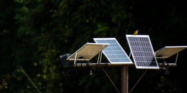 Güneş panelindeki küçük sarı kuş ve arka plandaki ağaçlar