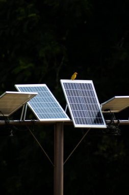 Güneş panelindeki küçük sarı kuş ve arka plandaki ağaçlar