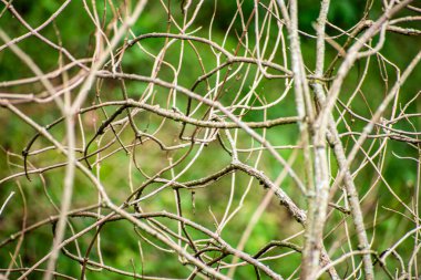 Arkaplan olarak yeşil ormandaki ağaç dalları dokusu