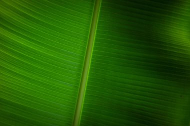 Arkaplan olarak bazı yeşil desenli muz yaprakları 