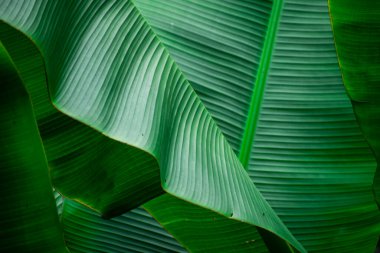 Arkaplan olarak bazı yeşil desenli muz yaprakları 