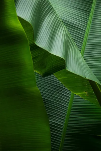 Arkaplan olarak bazı yeşil desenli muz yaprakları 