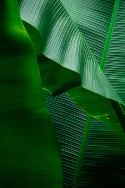 Algumas Folhas Banana Texturizadas Verdes Como Fundo Fotografia De Stock