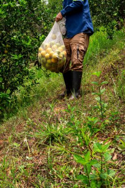 Güneşli bir günde çiftlikte portakal taşıyan bir tarım işçisi.