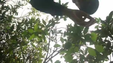 Düşük açılı tarım işçilerinin güneşli bir günde çiftlikte hasat mevsiminde portakal toplaması.