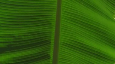 Arkaplan olarak yeşil desenli muz yaprağını kapat