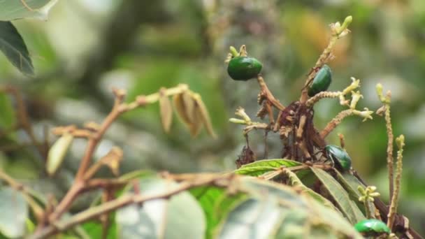 緑色の緑色の木の葉にいくつかの緑のバグ Cetonia Aurata を閉じる — ストック動画