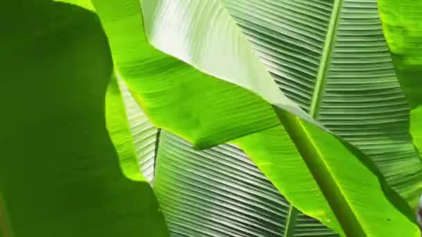Algumas Folhas Banana Texturizadas Verdes Como Fundo — Vídeo de Stock