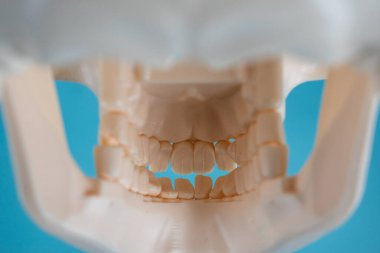 Dişleri ve mavi arkaplan ile beyaz kafatası ısırığının arkasından görünüm