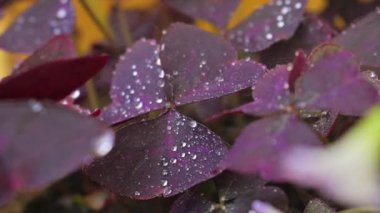 Yavaş hareket eden mor yonca yaprakları sulanıyor, kapanıyor, sarı arkaplan