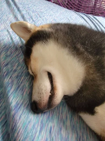 Leuke Hond Die Doet Alsof Hij Slaapt Lachend — Stockfoto