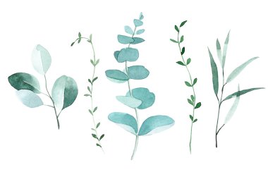 Suluboya çizim. okaliptüs yapraklarıyla hazırlanmış. Klasik tarzda zarif bir çizim. okaliptüs yaprakları ve dalları ve diğer tropikal bitkiler