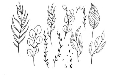 linear vector set with tropical leaves. ink drawing collection of eucalyptus, palm, monstera, banana leaves. hand drawn