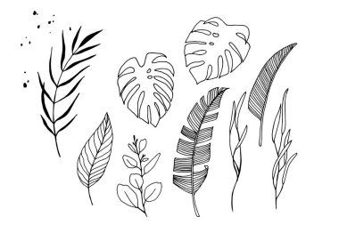 linear vector set with tropical leaves. ink drawing collection of eucalyptus, palm, monstera, banana leaves. hand drawn