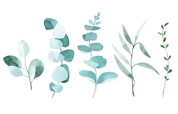 Akvarellritning Eukalyptusblad Tropiska Gröna Blad Isolerade Vit Bakgrund Elegant Vintage — Stockfoto