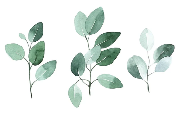 Akvarellritning Eukalyptusblad Tropiska Gröna Blad Isolerade Vit Bakgrund Vintage Stil — Stockfoto