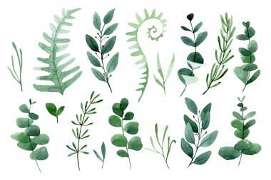 Suluboya çizim. Orman yaprakları ve bitkiler. yeşil yapraklar, eğreltiotu, okaliptüs, lavanta, biberiye