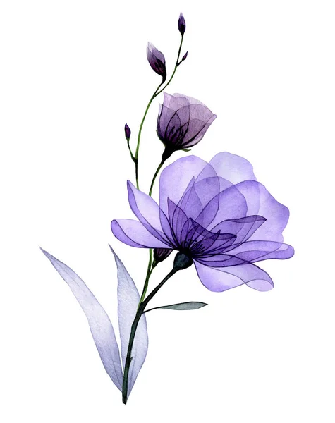 composition with transparent flowers. purple roses, wild rose flowers and leaves. delicate x-ray pattern