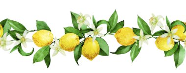 Kusursuz suluboya deseni, limonlarla sınır. Sarı limonlar, çiçekler ve yapraklar beyaz arka planda. vintage yazdırma