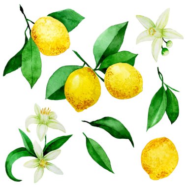Suluboya çizim. Meyve, çiçek ve limon yaprakları. gerçekçi illüstrasyon, clipart