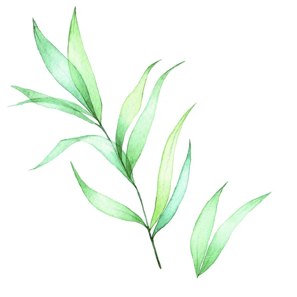 Aquarellzeichnung Set Aus Transparenten Tropischen Blättern Grüne Transparente Blätter Isoliert — Stockfoto
