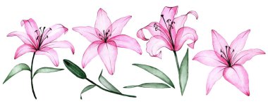 Suluboya çizim. Pembe çiçekli şeffaf zambak seti. Röntgen, çiçekler ve zambak tomurcukları..
