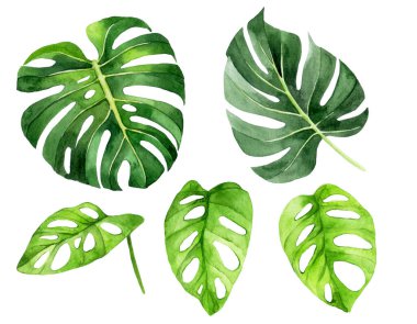 Suluboya çizim. Monstera tropikal yaprakları. Yağmur ormanı yeşil yaprakları beyaz arkaplanda izole