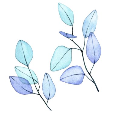 Suluboya çizim. Okaliptüs seti şeffaf çiçekler bırakır. Hassas çizim soyut okaliptüs x-ışını yaprakları