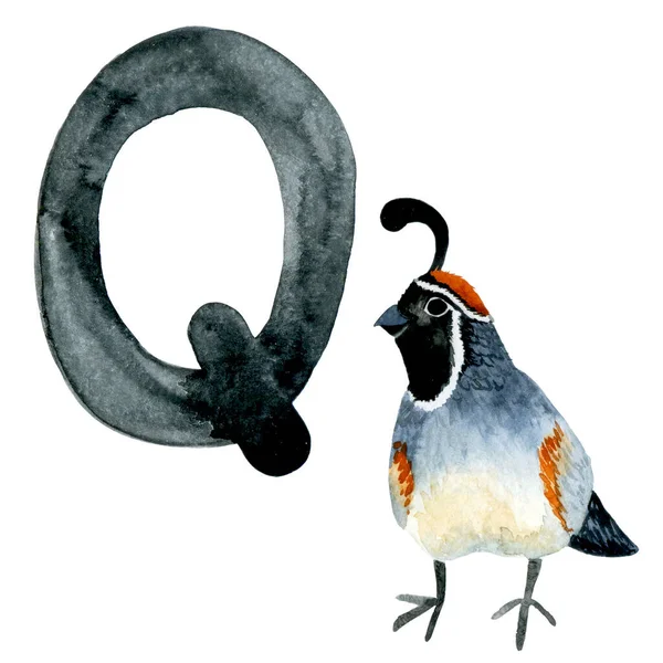 水彩画 字母Q的卡片有森林动物的儿童的字母 可爱的画鸟鹌鹑 — 图库照片