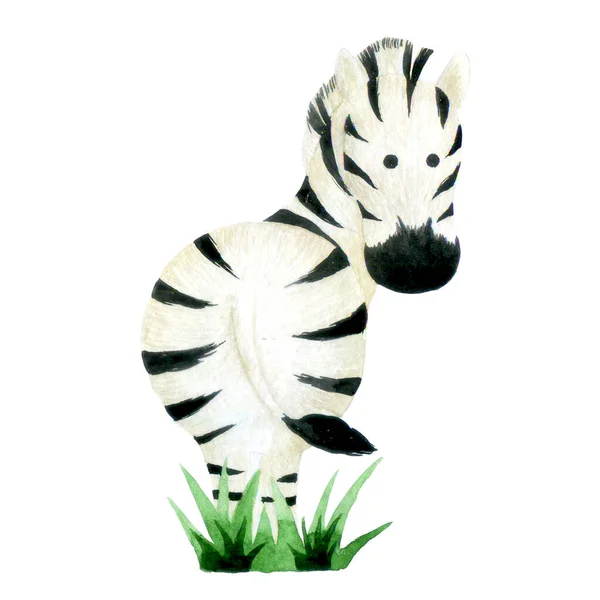 Suluboya Çizim Şirin Zebra Karakteri Beyaz Arka Plandaki Zebra Üzerinde — Stok fotoğraf