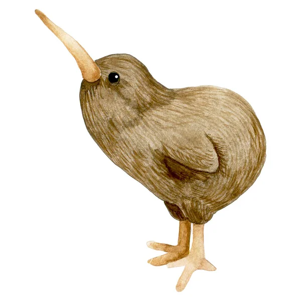 Aquarell Zeichnung Niedlichen Kiwi Vogel Illustration Für Kinder Waldtiere — Stockfoto