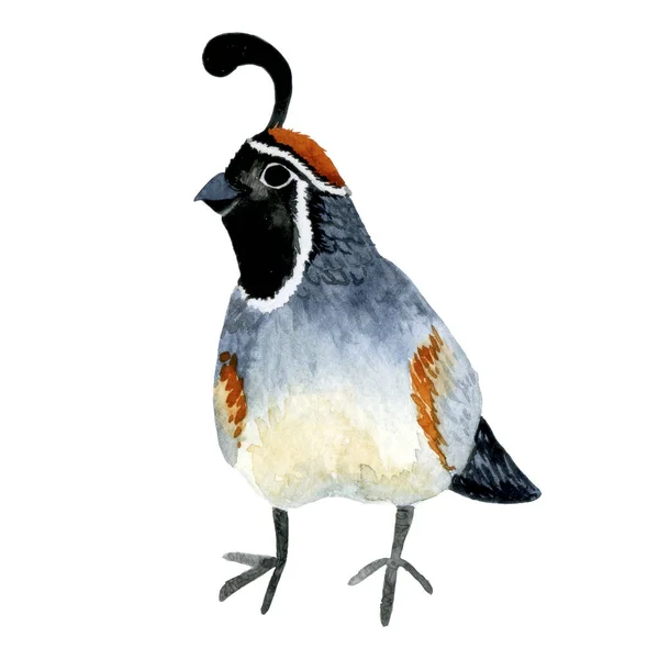 Desenho Aquarela Personagem Bonito Codorniz Pássaro Floresta Isolado Codorniz Fundo — Fotografia de Stock