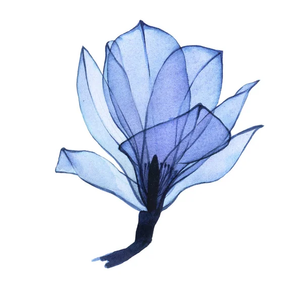 Акварель Прозрачный Цветок Магнолии Голубом Прозрачный Цветок Изолирован Белом Фоне — стоковое фото