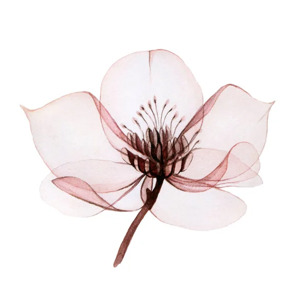 Ακουαρέλα Απεικόνιση Των Διαφανών Λουλουδιών Διαφανές Λουλούδι Helleborus Απομονώνονται Λευκό — Φωτογραφία Αρχείου