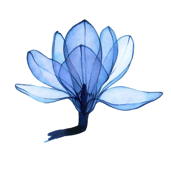 Aquareltekening Transparante Magnolia Bloem Het Blauw Transparante Bloem Geïsoleerd Witte — Stockfoto